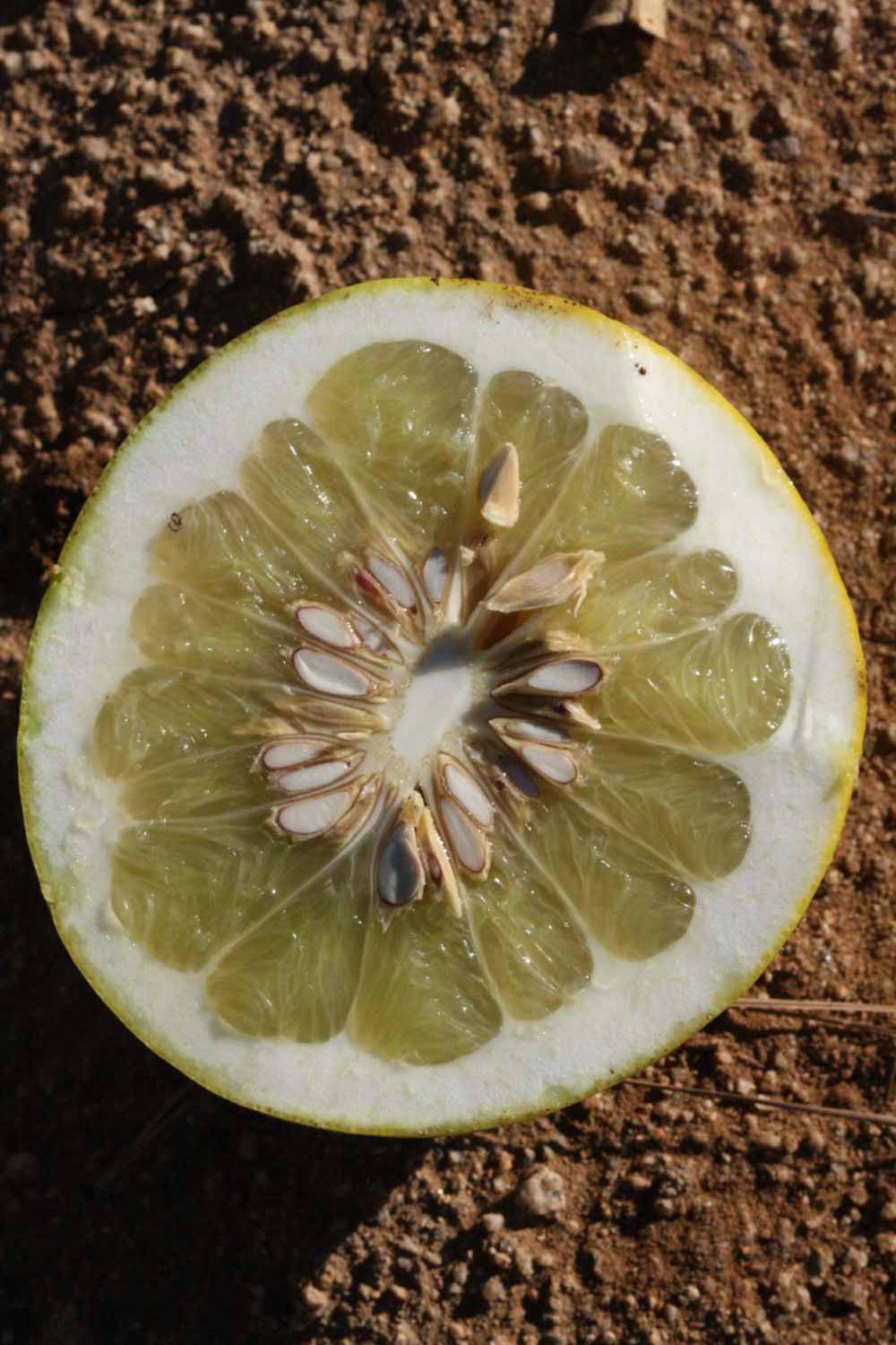            Fruit cross-section (Riverside, CA)   